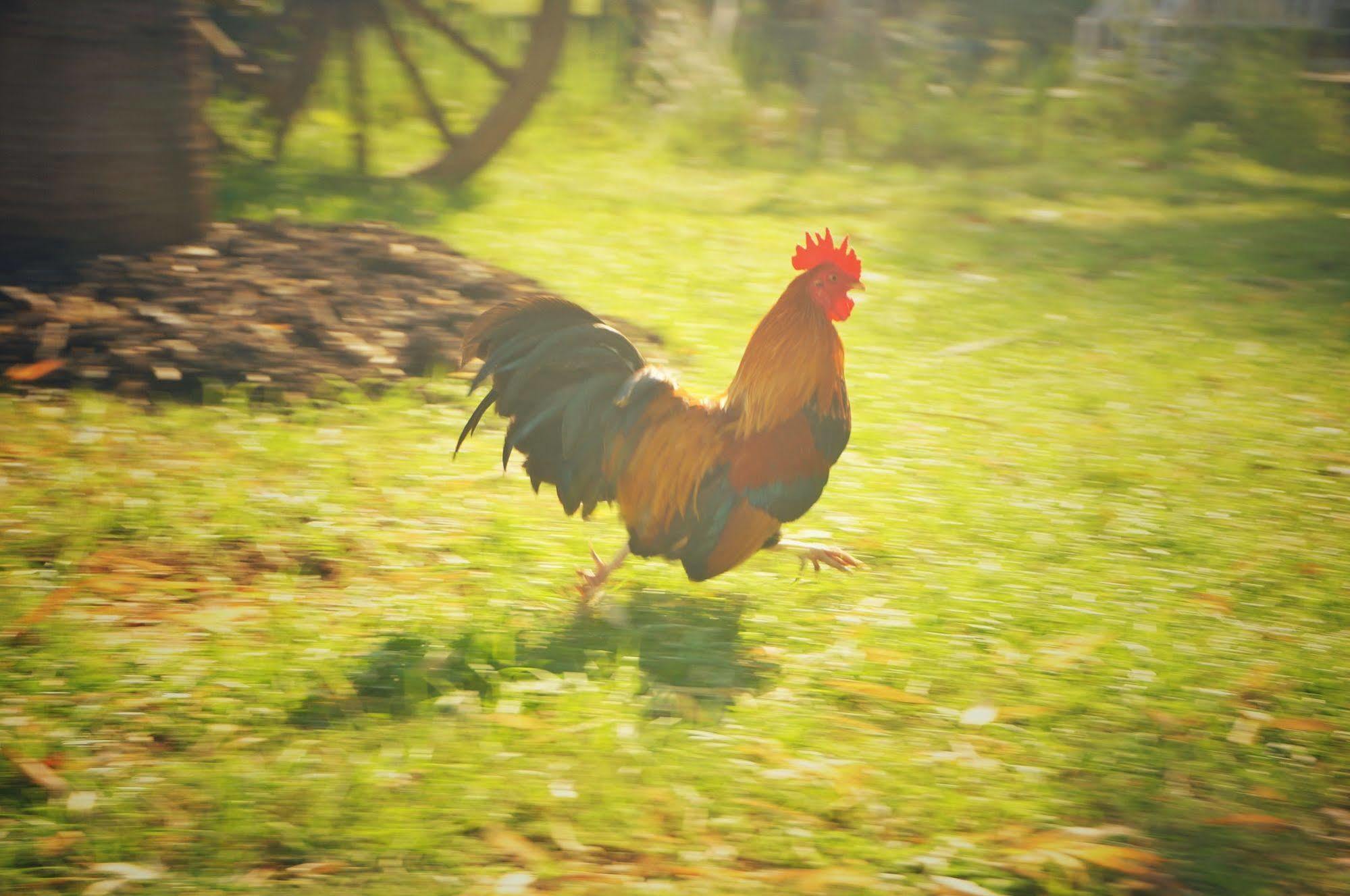 Wanlapa Farmstay Ban Khok Krathiam Экстерьер фото