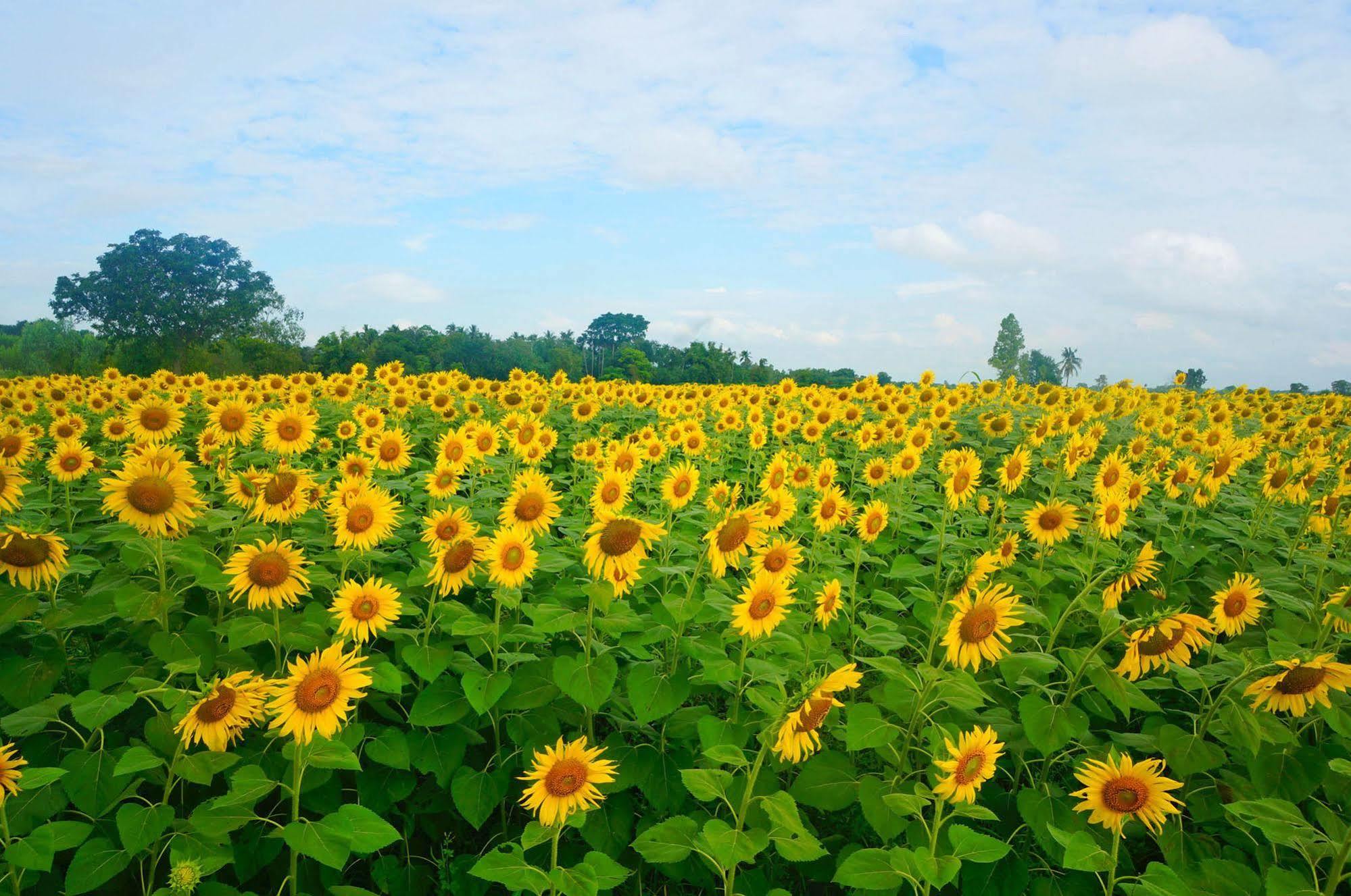 Wanlapa Farmstay Ban Khok Krathiam Экстерьер фото